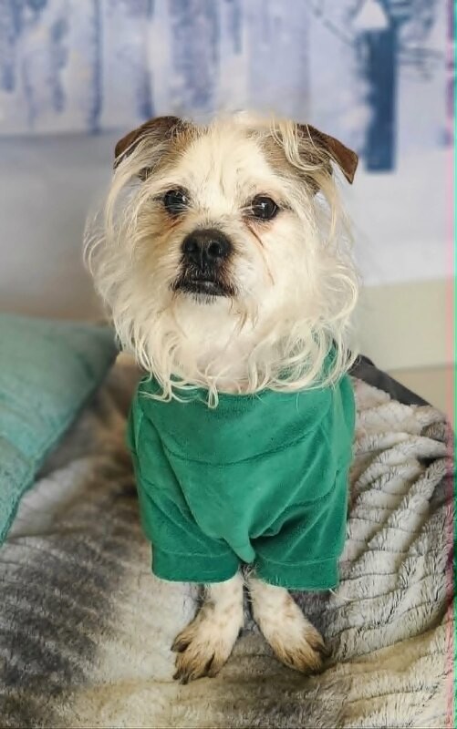 Picture of the Animal Listed